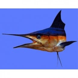 Sculpture  poisson spearfish shortbill 60 mural Cap Vert
