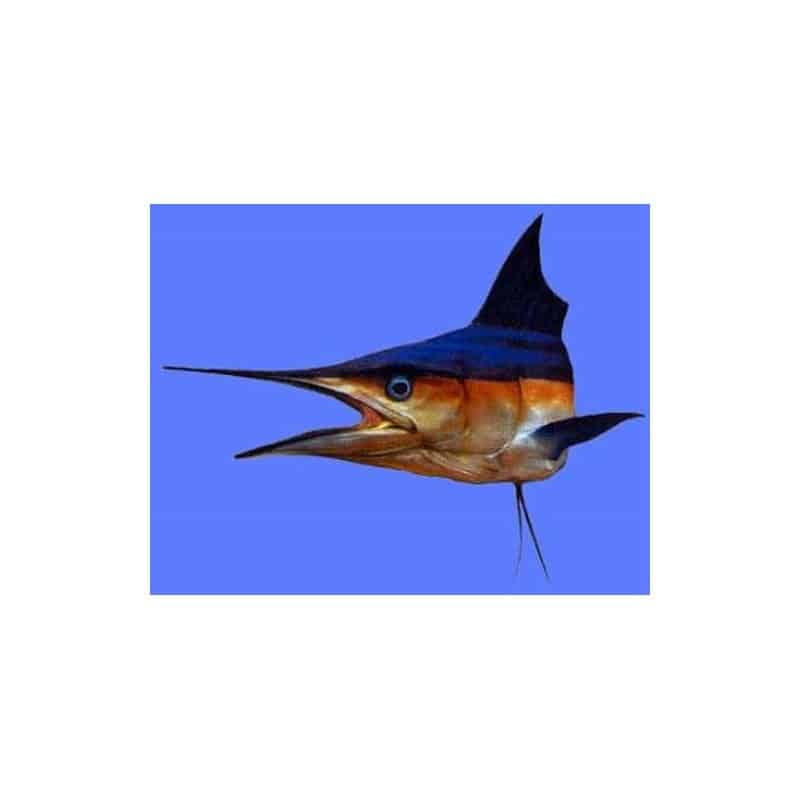 Sculpture poisson spearfish shortbill 60 mural Cap Vert Sculpture poisson spearfish shortbill 60 mural Cap Vert