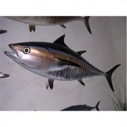 Bluefin Tuna 100